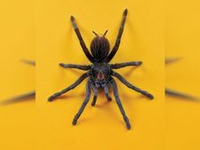 ಜೇಡರ ಹುಳು ಕಚ್ಚಿದರೆ  ನಿರ್ಲಕ್ಷ್ಯ ಬೇಡ್ವೆ ಬೇಡ, ಈ ಮನೆಮದ್ದುಗಳನ್ನು ಮಾಡಿ