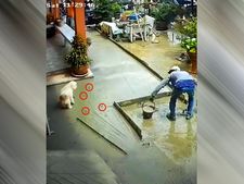 ನಾಯಿಯ ಆಟ  ಗಾರೆಯವನಿಗೆ ತಂದಿಟ್ಟ ಪಜೀತಿ ನೋಡಿ: ವೀಡಿಯೋ  ವೈರಲ್