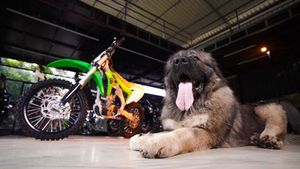 ಬೆಂಗಳೂರಿನಲ್ಲಿರುವ ಈ ಶ್ವಾನದ ಬೆಲೆ 20 ಕೋಟಿ! ಇದರ ವಿಶೇಷತೆಯೇನು?