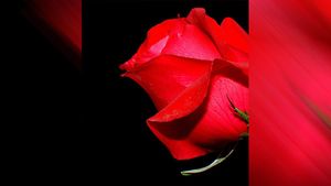  'ಸಿಂಗಾರ ಸಿರಿಯೇ' ಎಂದು 60ನೇ ವಯಸ್ಸಿನಲ್ಲಿ ವೆಡ್ಡಿಂಗ್‌ ಫೋಟೋಶೂಟ್:  ರೊಮ್ಯಾಂಟಿಕ್ ವೀಡಿಯೋ ಸಕತ್  ವೈರಲ್