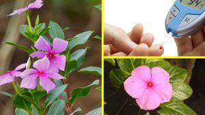 ನಿತ್ಯಪುಷ್ಪದಿಂದ ಮಧುಮೇಹ ನಿಯಂತ್ರಣದಲ್ಲಿಡಬಹುದೇ? ಬಳಸುವುದು ಹೇಗೆ?