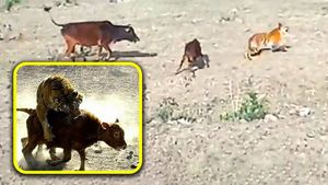 ಕರುವಿನ ಮೇಲೆ ದಾಳಿ ಮಾಡಿದ ಹುಲಿ, ಪುಣ್ಯಕೋಟಿ ಮಾಡಿದ ಕಾರ್ಯನೋಡಿ ಮೂಕ ವಿಸ್ಮಿತರಾದ ನೆಟ್ಟಿಗರು 