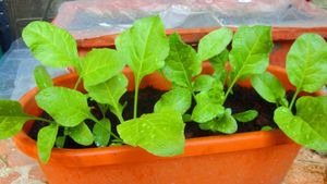 ಜಾಗವಿಲ್ಲ ಎನ್ನುವವರು ಕೂಡ ಸುಲಭವಾಗಿ ಪಾಲಾಕ್ ಬೆಳೆಯಬಹುದು ನೋಡಿ