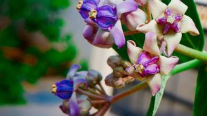 ಉರಿಯೂತ, ಅಲರ್ಜಿ ಮುಂತಾದ ಸಮಸ್ಯೆಗೆ ಎಕ್ಕೆ ಗಿಡದ ಮನೆಮದ್ದು: ಇದನ್ನು ಬಳಸುವುದು ಹೇಗೆ ಗೊತ್ತೇ? 