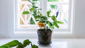 ಮನೆ ಮುಂದೆ ನಿಂಬೆಗಿಡವನ್ನು ಏಕೆ  ಇಟ್ಟಿರುತ್ತಾರೆ? ವಾಸ್ತು ಶಾಸ್ತ್ರ ಏನು ಹೇಳುತ್ತದೆ?