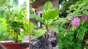 ಶ್ರಾವಣ ಮಾಸ 2023 :  ಶ್ರಾವಣ ಮಾಸದಲ್ಲಿ ಈ 5 ಸಸ್ಯಗಳನ್ನು ಮನೆಗೆ ತಂದರೆ ಶುಭಫಲ! 