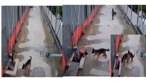 ನಾಯಿಯೊಂದು ತನ್ನ ಜೊತೆಗಿರುವ ನಾಯಿಯನ್ನು ಬದುಕಿದ ರೀತಿ ಅದ್ಭುತ: ಸೋ ಕ್ಯೂಟ್‌ ಅಂತಿದ್ದಾರೆ ನೆಟ್ಟಿಗರು