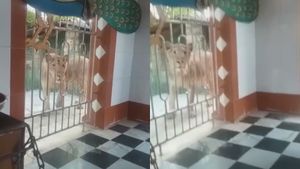 ಎಂಥ ಮಾರಾಯ್ರೆ ಸಿಂಹವನ್ನು ನಾಯಿಯನ್ನು ಒಡಿಸಿದಂತೆ ಓಡಿಸುವುದಾ?: ವೀಡಿಯೋ ಅಂತು ಸಿಕ್ಕಾಪಟ್ಟೆ ವೈರಲ್