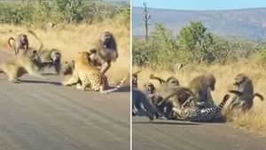 ಚಿರತೆಯನ್ನೇ ಹೆದರಿಸಿ ಓಡಿಸಿದ ಮಂಗಗಳು: ವೀಡಿಯೋ ಆಯ್ತು ವೈರಲ್