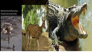 ತನ್ನ ಮರಿ ಕಾಪಾಡಲು ತನ್ನ ಪ್ರಾಣವನ್ನೇ ಮೊಸಳೆಗೆ ನೀಡಿದ ಜಿಂಕೆ: ವೀಡಿಯೋ ವೈರಲ್