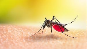 ಸೊಳ್ಳೆಯಿಂದ ಹರಡುವ ಈ 6 ಕಾಯಿಲೆಗಳು ಪ್ರಾಣಕ್ಕೆ ತರಬಹುದು ಕುತ್ತು, ಜಾಗ್ರತೆ!