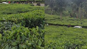  ನನ್ನ ಮದುವೆಯಾಗುವವಳಿಗೆ 50 ಎಕರೆ ಕಾಫಿ ಎಸ್ಟೇಟ್‌ ಬರೆಯುತ್ತೇನೆ ಎಂದ ಅಸಾಮಿ, ಆದರೂ ಆದ ಫುಲ್ ಟ್ರೋಲ್