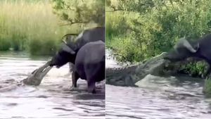 ಕಾಡೆಮ್ಮೆ vs ಮೊಸಳೆ ಫೈಟ್‌, ಗೆದ್ದವರು ಯಾರು?: ವೈರಲ್ ವೀಡಿಯೋ