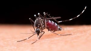 ರಾಜ್ಯದಲ್ಲಿ ಹೆಚ್ಚುತ್ತಿದೆ ಡೆಂಗ್ಯೂ: ಡೆಂಗ್ಯೂ ವೈರಸ್ ತಗುಲಿದಾಗ ದೇಹಕ್ಕೆ ಏನಾಗುತ್ತದೆ?