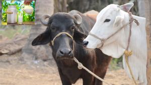 ಹಸುವಿನ ಹಾಲು VS ಎಮ್ಮೆ  ಹಾಲು: ಯಾವುದು ಒಳ್ಳೆಯದು?