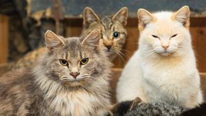 ಅಚ್ಚರಿಯಾದ್ರು ಇದು ಸತ್ಯ..! ಬೆಕ್ಕಿನಿಂದ ಮನೋವ್ಯಾಧಿ ಹೆಚ್ಚಳ..!