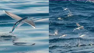 ಸಮುದ್ರದಿಂದ  650 ಅಡಿ ಮೇಲಕ್ಕೆ ಹಾರುವ ಈ ಮೀನಿನ ಬಗ್ಗೆ ಗೊತ್ತೇ?