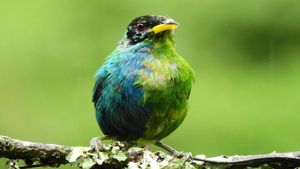 ಅರ್ಧ ಗಂಡು ಮತ್ತರ್ಧ ಹೆಣ್ಣು...! ಇದು ಪಕ್ಷಿಗಳ ಪ್ರಪಂಚದ ಅಚ್ಚರಿ..!!