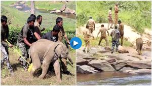 ತಾಯಿಯಿಂದ ಬೇರ್ಪಟ್ಟಿದ್ದ ಮರಿ ಆನೆ ರಕ್ಷಣೆ..! ಸಿನಿಮಾ ಮಾಡಬಹುದು ಎಂದ ಆನಂದ್ ಮಹೀಂದ್ರ