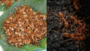 ಕೆಂಪಿರುವೆ ಚಟ್ನಿಗೆ ಸಿಕ್ಕಿತು ವಿಶೇಷ ಸ್ಥಾನಮಾನ..ಇಲ್ಲಿದೆ ಅಚ್ಚರಿಯ ಅಂಶಗಳು..!