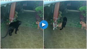 ಮನೆ ಗೇಟ್ ಹಾರಿ ಒಳಬಂದ ಕರಿಚಿರತೆ..! ವಿಡಿಯೋ ನೋಡಿ ನೆಟ್ಟಿಗರು ಶಾಕ್..!