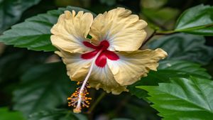 ದಾಸವಾಳ ಎಂಬ ಅಮೃತಬಳ್ಳಿ..! ಎಷ್ಟೆಲ್ಲಾ ಲಾಭವಿದೆ ಇದರಲ್ಲಿ ಗೊತ್ತಾ?