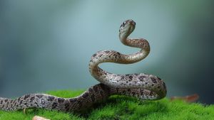 ಬೇಸಿಗೆಯಲ್ಲಿ  ಹೆಚ್ಚುವುದು ಹಾವು ಕಾಟ,  ಇವುಗಳು ಮನೆ ಸುತ್ತ  ಬರದಂತೆ ತಡೆಗಟ್ಟುವುದು ಹೇಗೆ?