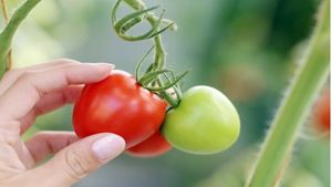 ಮನೆಯೊಳಗೆ ಬೆಳೆಯಬಹುದು ಟೊಮೆಟೋ..! ಗಿಡ ಬೆಳೆಸಲು 8 ವಿಧಾನ ಇಲ್ಲಿದೆ..!