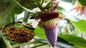 ರುಚಿಕರ ಬಾಳೆಹೂವಿನ ಪಲ್ಯ ಮಾಡುವುದು ಹೇಗೆ..? ಇಲ್ಲಿದೆ ರೆಸಿಪಿ