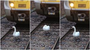 ರೈಲಿಗೆ ಅಡ್ಡಬಂದರೂ ಹಂಸವನ್ನು ಮುಟ್ಟುವುದಿಲ್ಲ ಮಂದಿ..! ಹೀಗ್ಯಾಕೆ ಗೊತ್ತಾ..?