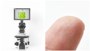 ಉಪ್ಪಿನ ಗಾತ್ರದ ಬ್ಯಾಗ್‌ ಬರೋಬರಿ ₹51 ಲಕ್ಷಕ್ಕೆ ಮಾರಾಟ..! ಯಾಕೆ ಗೊತ್ತಾ?