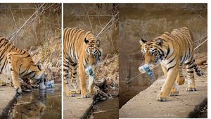 ಈ ಹುಲಿ ಮಾಡಿದ ಕಾರ್ಯ ನೋಡಿದರೆ ಮನುಷ್ಯ ತನ್ನ ಕೃತ್ಯಕ್ಕೆ ನಾಚಿಕೆಪಡಬೇಕು: ವೈರಲ್ ವೀಡಿಯೋ