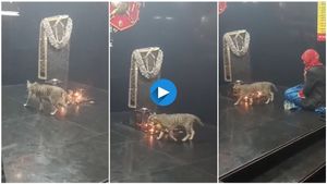 ಶನಿ ದೇವರಿಗೆ ಪ್ರದಕ್ಷಿಣೆ ಹಾಕುತ್ತಿದೆ ಬೆಕ್ಕು..! ನೀವು ನೋಡಿದ್ರೆ ಅಚ್ಚರಿ ಪಡುತ್ತೀರಾ..!