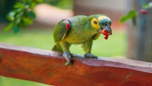 ಗಿಳಿಗಳಿಂದ ಹರಡುತ್ತಿದೆ ವೈರಲ್ ಫೀವರ್: ಐವರು ಸಾವು..! ಹಲವರು ಆಸ್ಪತ್ರೆಗೆ ದಾಖಲು