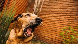 ರೇಬೀಸ್ ಚುಚ್ಚುಮದ್ದು ಪಡೆದರೂ ನಾಯಿ ಕಚ್ಚಿದ್ದ ಮಹಿಳೆ ಸಾವು..! ರೇಬೀಸ್ ಕುರಿತ ಮಾಹಿತಿ ಇಲ್ಲಿದೆ