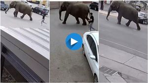 ಸರ್ಕಸ್‌ನಿಂದ ತಪ್ಪಿಸಿಕೊಂಡು ಓಡಿದ ಆನೆ..! ಆಮೇಲೆ ಆಗಿದ್ದೇನು..?