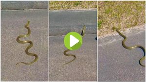ಚಿನ್ನದಂತೆ ಹೊಳೆಯುವ ಅಪರೂಪದ ನಾಗರಹಾವು..! ವಿಡಿಯೋ ನೋಡಿದ ಮಂದಿಗೆ ಶಾಕ್‌...!