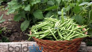ಮನೆಯಲ್ಲಿ ಸುಲಭವಾಗಿ ಬೀನ್ಸ್ ಬೆಳೆಯಬಹುದು..! ಹೇಗೆ ನೋಡಿ..!