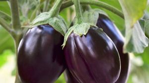 ಮನೆಯಲ್ಲಿ ಬದನೆಕಾಯಿ ಬೆಳೆಯೋದು ಹೇಗೆ? ಇಲ್ಲಿದೆ ಮಾಹಿತಿ