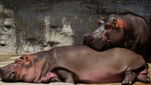 ಗಂಡು ಎಂದು ಸಾಕಿದ್ದ ನೀರು ಕುದುರೆ 7 ವರ್ಷದ ಬಳಿಕ ಹೆಣ್ಣಾಗಿತ್ತು..! ಝೂನಲ್ಲಿ ಅಚ್ಚರಿ..!