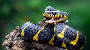 'ಹಾವು ಮುಕ್ತ' ಎಂದು ಘೋಷಿಸಿಕೊಂಡ ದೇಶ.! ಅಲ್ಲಿನ ಝೂನಲ್ಲೂ ಹಾವುಗಳಿಲ್ಲ..! ಏಕೆ.?