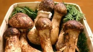 ಈ ಅಣಬೆಗಳ ಬೆಲೆ ಕೇಳಿದ್ರೆ ನಿಜಕ್ಕೂ ಶಾಕ್ ಆಗ್ತಿರಾ.? ಚಿನ್ನಕ್ಕೂ ಇಷ್ಟು ಬೆಲೆ ಇಲ್ಲ..!