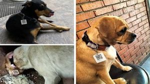 ನಾಯಿಗಳಿಗೆ ಬಂದಿದೆ    QR- ಕೋಡ್‌  ಅಧಾರ್‌ ಕಾರ್ಡ್: ಇದರಿಂದ ಪ್ರಯೋಜವೇನು?