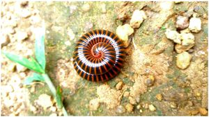 ನಿಮ್ಮ ಮನೆ ಹತ್ತಿರವೂ ಈ ಹುಳು ಕಾಣಿಸುತ್ತಾ? ಸಹಸ್ರಪದಿ ಹುಳು ಬಗ್ಗೆ ನಿಮಗೆಷ್ಟು ಗೊತ್ತು?