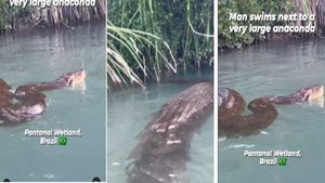  ಅನಕೊಂಡ ಜೊತೆ ಈಜುತ್ತಿರುವ  ವ್ಯಕ್ತಿಯ ವೀಡಿಯೋ: ಮನುಷ್ಯರನ್ನು  ಗುಳುಂ ಮಾಡುವಂಥ ದೈತ್ಯ  ಹಾವಿದು