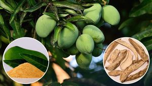 ರೆಸಿಪಿ: ಮಾವಿನಕಾಯಿ ಪುಡಿ ಈಗ ಮಾಡಿಟ್ಟರೆ ವರ್ಷದವರೆಗೆ ಬಳಸಬಹುದು, ನಿಂಬೆರಸಬದಲಿಗೆ ಇದನ್ನು ಬಳಸಬಹುದು