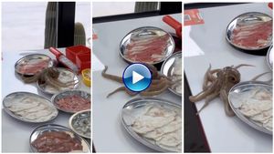 ಸವಿಯಲು ಇಟ್ಟ ತಟ್ಟೆಯಿಂದ ಇಳಿದು ಓಡಿದ ಆಕ್ಟೋಪಸ್..! ವಿಡಿಯೋ ವೈರಲ್