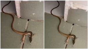 ಕಾಲುಗಳಿರುವ ಹಾವನ್ನು ಎಂದಾದ್ರು ನೋಡಿದ್ದೀರಾ? ಇದು ಸತ್ಯನಾ?