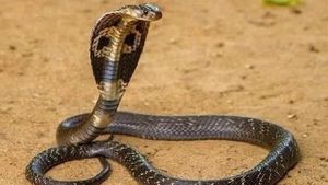 ಹಾವು ಕಚ್ಚಿದಾಗ ದೇಹದಲ್ಲಿ ಏನಾಗುತ್ತದೆ? ಪರಿಣಾಮ ತೋರಿಸುತ್ತೆ ಈ ವಿಡಿಯೋ