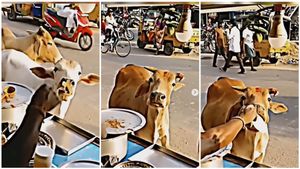 ಹಸಿದು ಬಂದ ಗೋವುಗಳಿಗೆ ರೊಟ್ಟಿ ನೀಡಿದ ಮಹಿಳೆ..! ಈ ಹೃದಯವಂತಿಕೆ ಯಾರಿಗಿದೆ..?